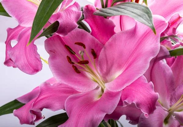 Pembe Zambak Çiçeklerine Yakın Çekim Cinsteki Türlerin Yaygın Isimleri Arasında — Stok fotoğraf