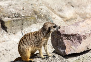 Suricata suricatta Güneşte Meerkat basks olarak biliyorum