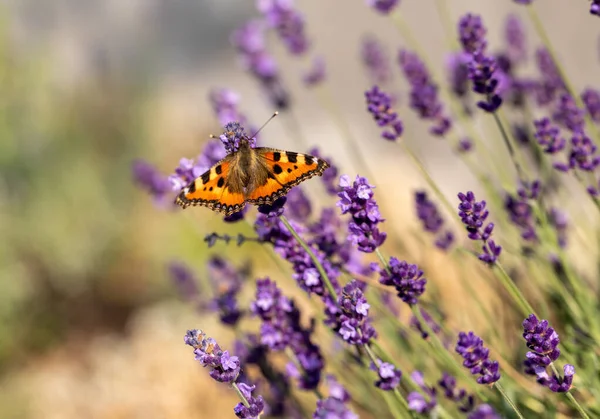 Borboleta Colorida Nas Flores Lavanda Florescendo — Fotografia de Stock