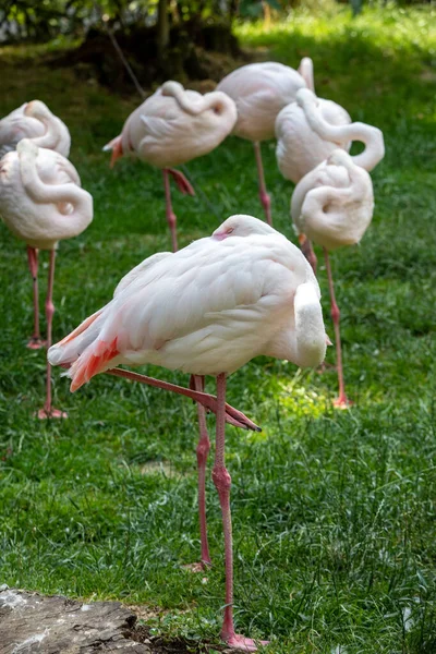 Herd Pink Flamingos Resting Grass — Stock Photo, Image