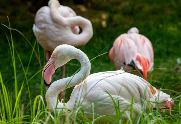 Стадо Розовых Фламинго Отдыхает Траве — стоковое фото