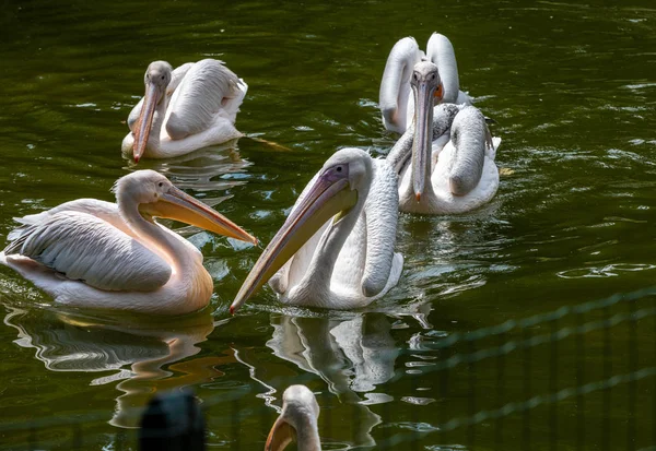 Pélicans Blancs Oiseaux Dans Étang Par Une Journée Ensoleillée — Photo