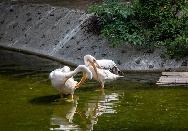 Pélicans Blancs Oiseaux Dans Étang Par Une Journée Ensoleillée — Photo