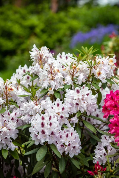 Rhodenron beyaz çiçekler çiçeklenme. Herhangi bir bahçe için harika bir dekorasyon