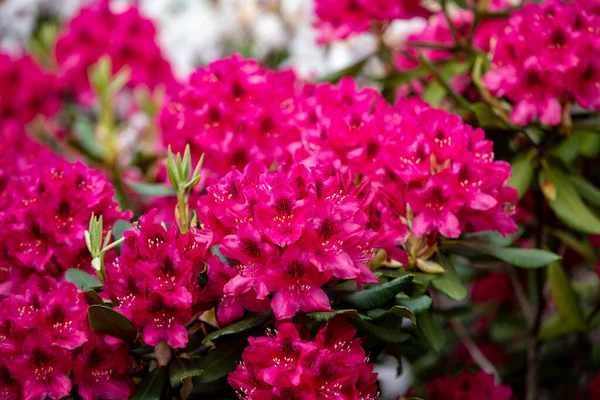 Blühende Rote Blüten Des Rhodenrons Eine Tolle Dekoration Für Jeden — Stockfoto