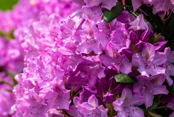 Rhodenron Pembe Çiçekleri Her Bahçe Için Büyük Bir Süs — Stok fotoğraf