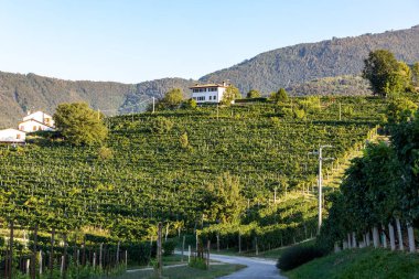 İtalya, Valdobbiadene 'de Prosecco' nun köpüren şarap bölgesinin üzüm bağlarıyla dolu resimli tepeler..