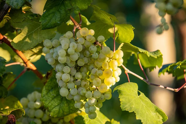 Prosecco Białe Winogrona Winnicy Befor Zbiorów Valdobbiadene Wzgórza Wenecja Włochy — Zdjęcie stockowe
