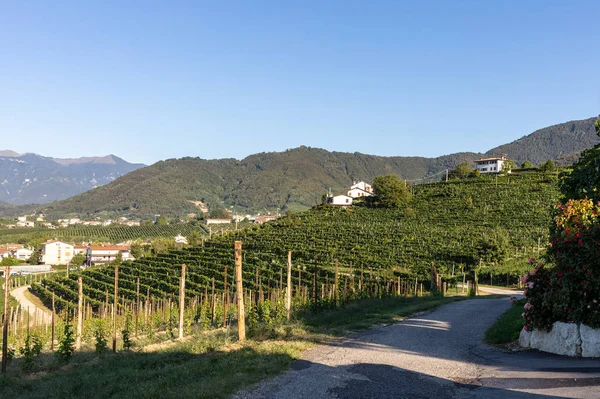 Malownicze Wzgórza Winnicami Regionu Wina Musującego Prosecco Valdobbiadene Włochy — Zdjęcie stockowe