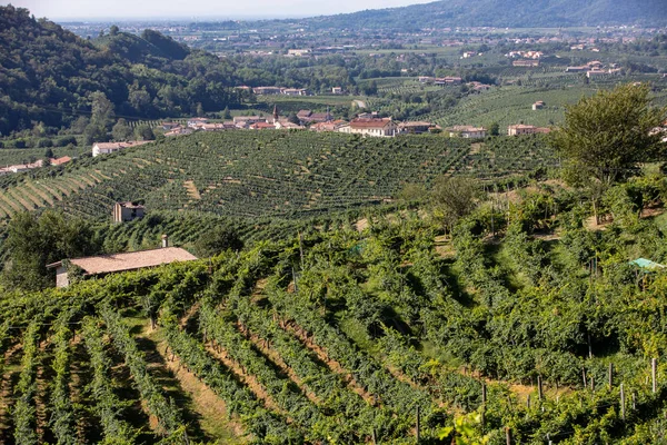 ValdobbiadeneとConegliano イタリアの間のプロセッコスパークリングワイン地域のブドウ畑と美しい丘 — ストック写真