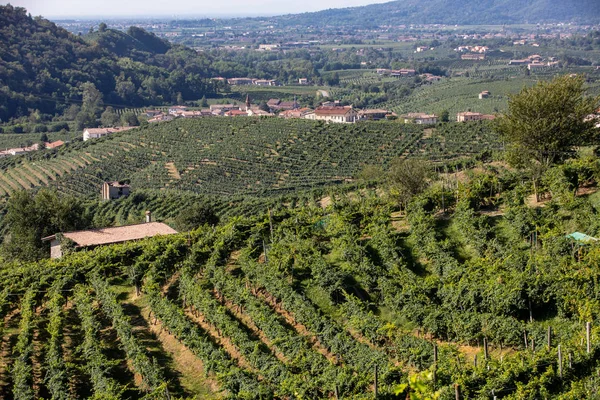 Malebné Kopce Vinicemi Oblasti Šumivého Vína Prosecco Mezi Valdobbiadene Conegliano — Stock fotografie