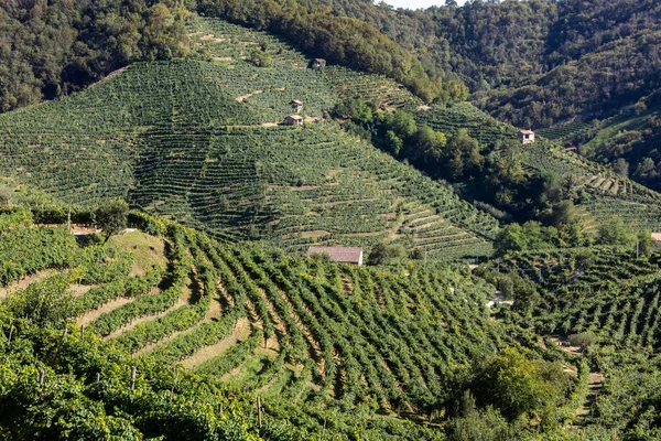 在圣斯蒂凡诺的普罗塞科的葡萄园中 风景如画的山丘闪烁着葡萄酒的光芒 意大利 — 图库照片