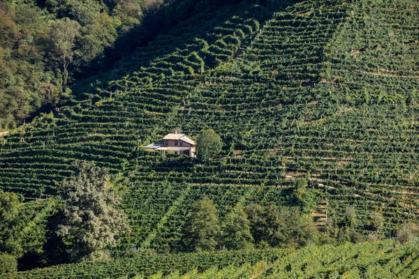 Colline Pittoresche Con Vigneti Della Regione Spumante Del Prosecco Guietta — Foto Stock