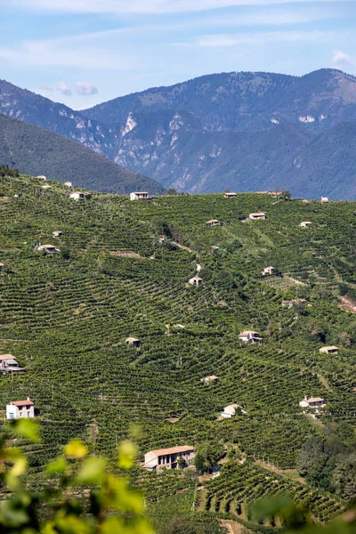 Malownicze Wzgórza Winnicami Regionu Wina Musującego Prosecco Guietta Guia Włochy — Zdjęcie stockowe