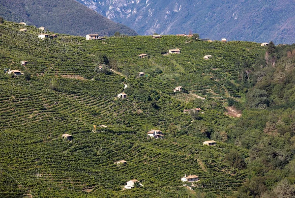 Picturesque Hills Vineyards Prosecco Sparkling Wine Region Guietta Guia Italy — Stock Photo, Image