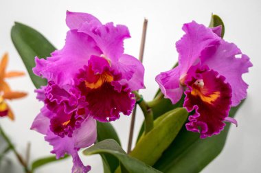 Güzel pembe orkide çiçeğine yaklaş