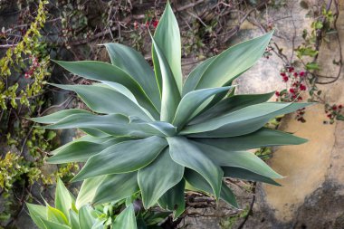  Agave Sulu Bitkisinin yeşil büyük yaprakları 