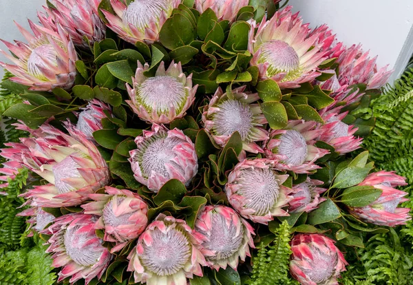 Rei Protea Protea Cynaroides Flor Nacional África Sul — Fotografia de Stock