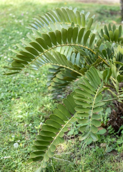 Papírové Palmové Listy Vědecké Jméno Zamia Furacea Botanické Zahradě Funchal — Stock fotografie