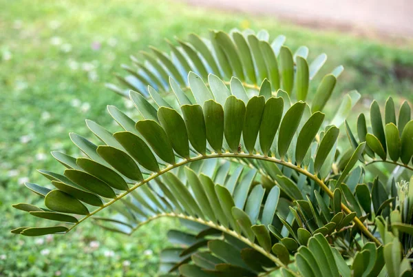 Kartonnen Palmbladeren Wetenschappelijke Naam Zamia Furfuracea Een Botanische Tuin Funchal — Stockfoto