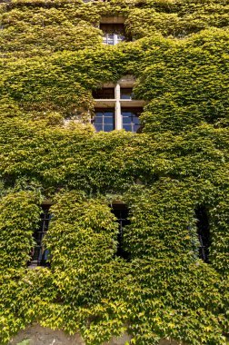 Fransa 'nın Dordogne nehrindeki La Roque-Gageac manzaralı köyünde sarmaşıklarla kaplı eski bir evin cephesi.