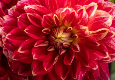 Beyaz arkaplanda kırmızı yıldız çiçeği izole edildi