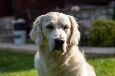 Bahçedeki yeşil çimlerin üzerinde güzel bir golden retriever