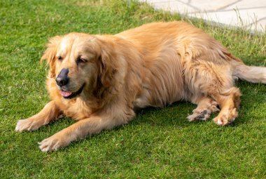 Bahçedeki yeşil çimlerin üzerinde güzel bir golden retriever