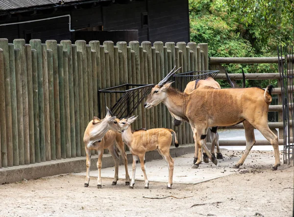 共通の土地は 南部の土地または土地のカモシカとしても知られており 東と南アフリカで発見されたサバンナと平野のカモシカです — ストック写真