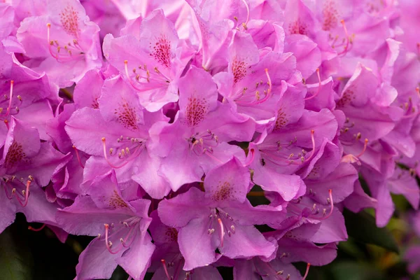 Rhodenron Pembe Çiçekleri Her Bahçe Için Büyük Bir Süs — Stok fotoğraf