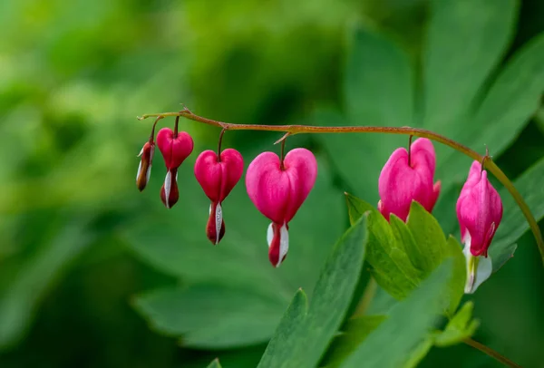 Coração Forma Flor Coração Sangrando Cor Rosa Branca — Fotografia de Stock