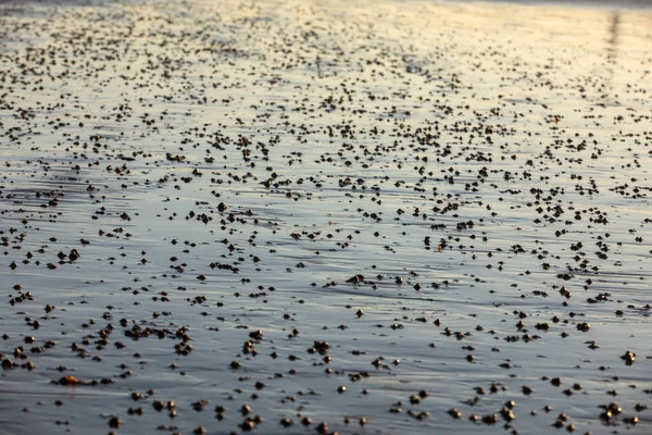 Playa Abstracta Arena Húmeda Que Refleja Luz Del Sol Durante —  Fotos de Stock