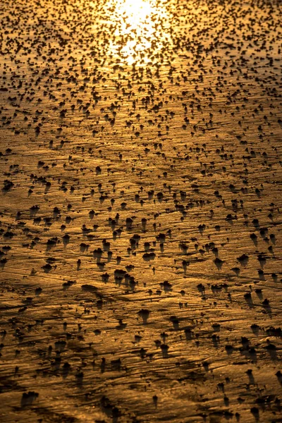 Praia Abstrato Areia Molhada Refletindo Luz Solar Durante Pôr Sol — Fotografia de Stock