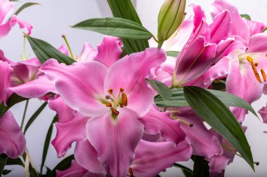 Pembe zambak çiçeklerine yakın çekim. Bu cinsteki türlerin yaygın isimleri arasında peri çiçeği zephyr zambak zambağı sihirli Atamasco zambağı ve yağmur zambağı bulunur..