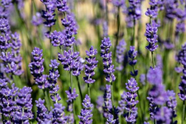  Fransa, Sault yakınlarındaki Provence 'de açan lavanta çiçekleri.