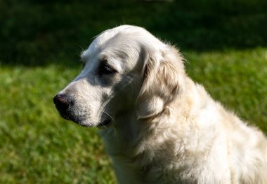 Bahçedeki yeşil çimlerin üzerinde güzel bir golden retriever