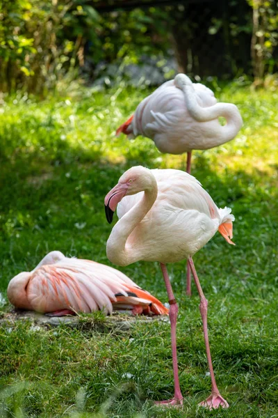 Herd Pink Flamingos Resting Grass — Stock Photo, Image