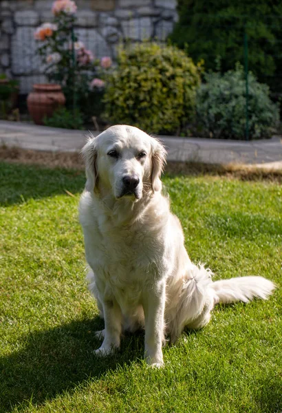 Όμορφο Golden Retriever Στο Πράσινο Γρασίδι Στον Κήπο — Φωτογραφία Αρχείου