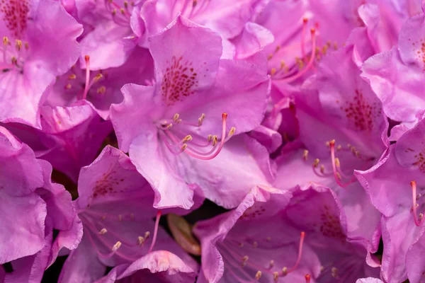 Ανθισμένα Ροζ Λουλούδια Του Rhodenron Μια Μεγάλη Διακόσμηση Για Κάθε — Φωτογραφία Αρχείου