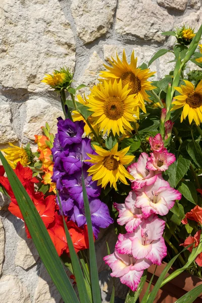 Blühende Sonnenblumen Und Bunte Gladiolen Vor Dem Hintergrund Einer Kalksteinmauer — Stockfoto