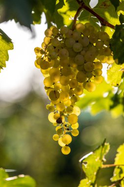 Valdobbiadene tepelerinde hasat için üzüm bağındaki Prosecco beyaz üzümleri. Veneto. İtalya