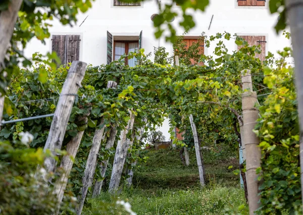 Collines Pittoresques Avec Vignobles Région Viticole Mousseuse Prosecco Valdobbiadene Italie — Photo