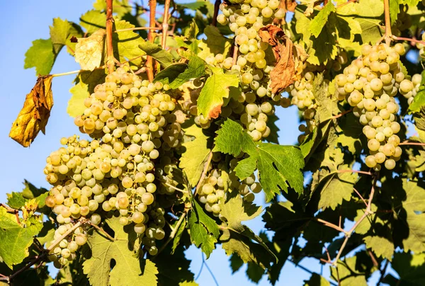 Prosecco Raisins Blancs Sur Vignoble Befor Récolte Dans Les Collines — Photo