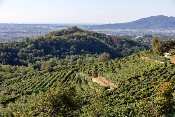 意大利 巴尔多比亚迪内和科内利亚诺之间 有美丽的普罗塞科葡萄园的风景秀丽的山丘 — 图库照片