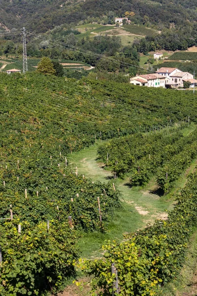 Colinas Pitorescas Com Vinhas Região Vinícola Espumante Prosecco Entre Valdobbiadene — Fotografia de Stock