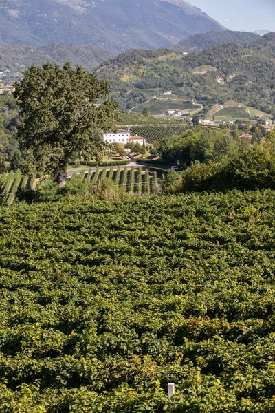 ValdobbiadeneとConegliano イタリアの間のプロセッコスパークリングワイン地域のブドウ畑と美しい丘 — ストック写真