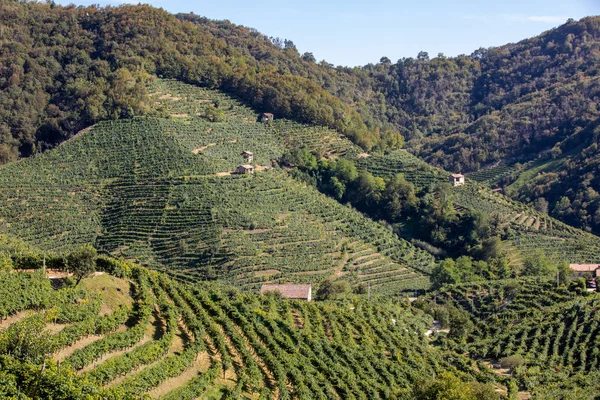 Pintorescas Colinas Con Viñedos Región Vinícola Espumosa Prosecco Santo Stefano —  Fotos de Stock