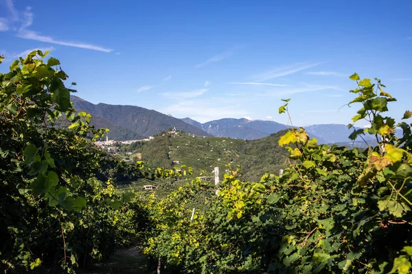 Colinas Pitorescas Com Vinhas Região Vinícola Espumante Prosecco Guietta Guia — Fotografia de Stock
