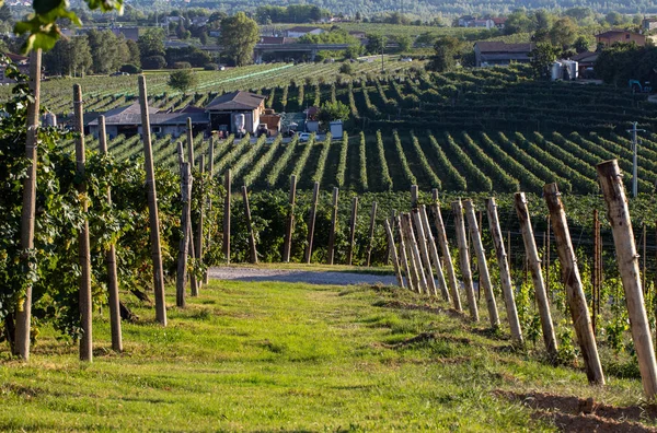 Pintorescas Colinas Con Viñedos Región Vinícola Espumosa Prosecco Valdobbiadene Italia — Foto de Stock