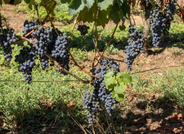 Kırmızı şarap üzümleri hasat ve şarap üretimine hazır. Aziz Emilion, Fransa
